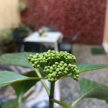 Il Giardino Segreto Appartement Lucca Buitenkant foto