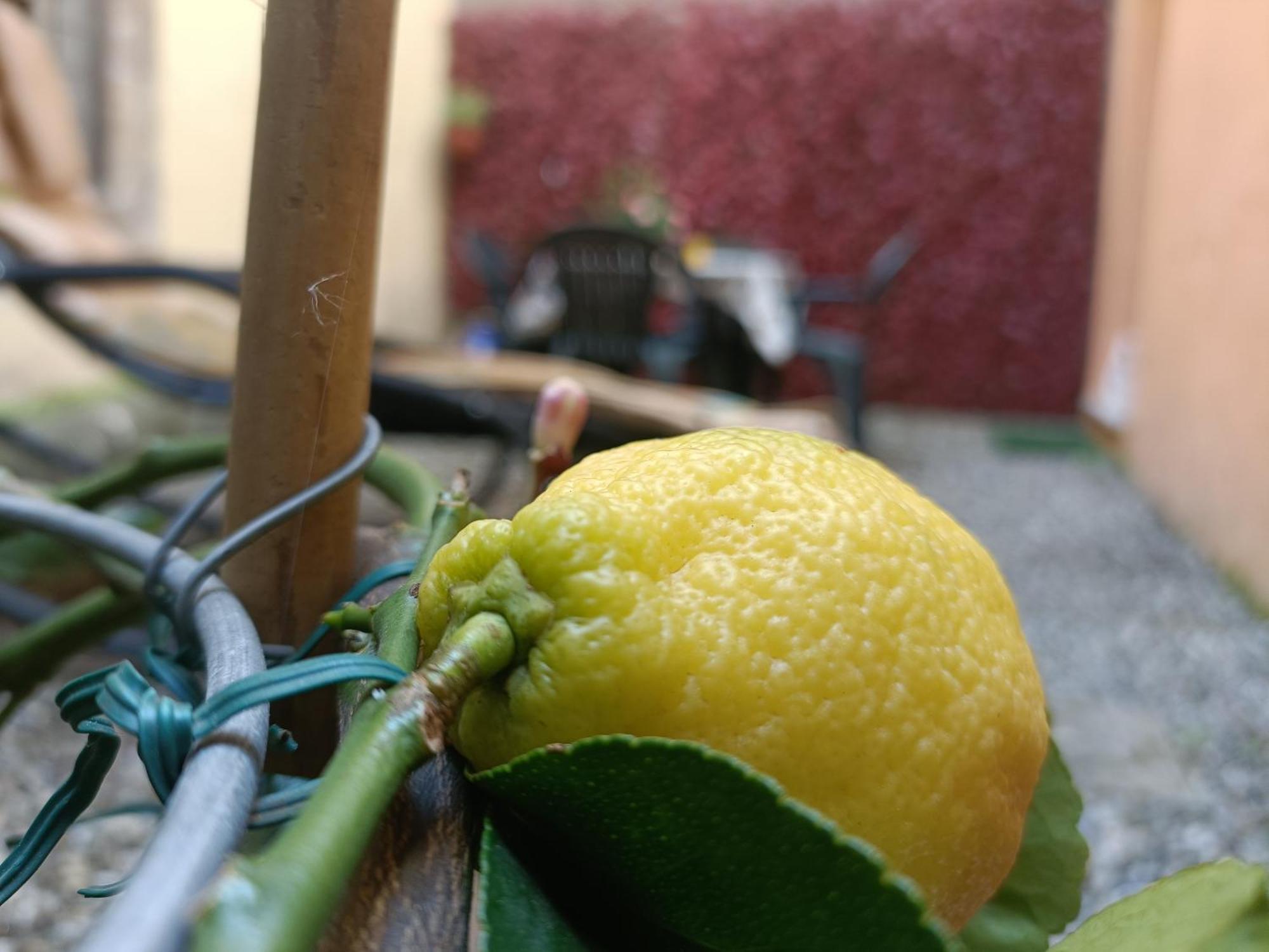 Il Giardino Segreto Appartement Lucca Buitenkant foto
