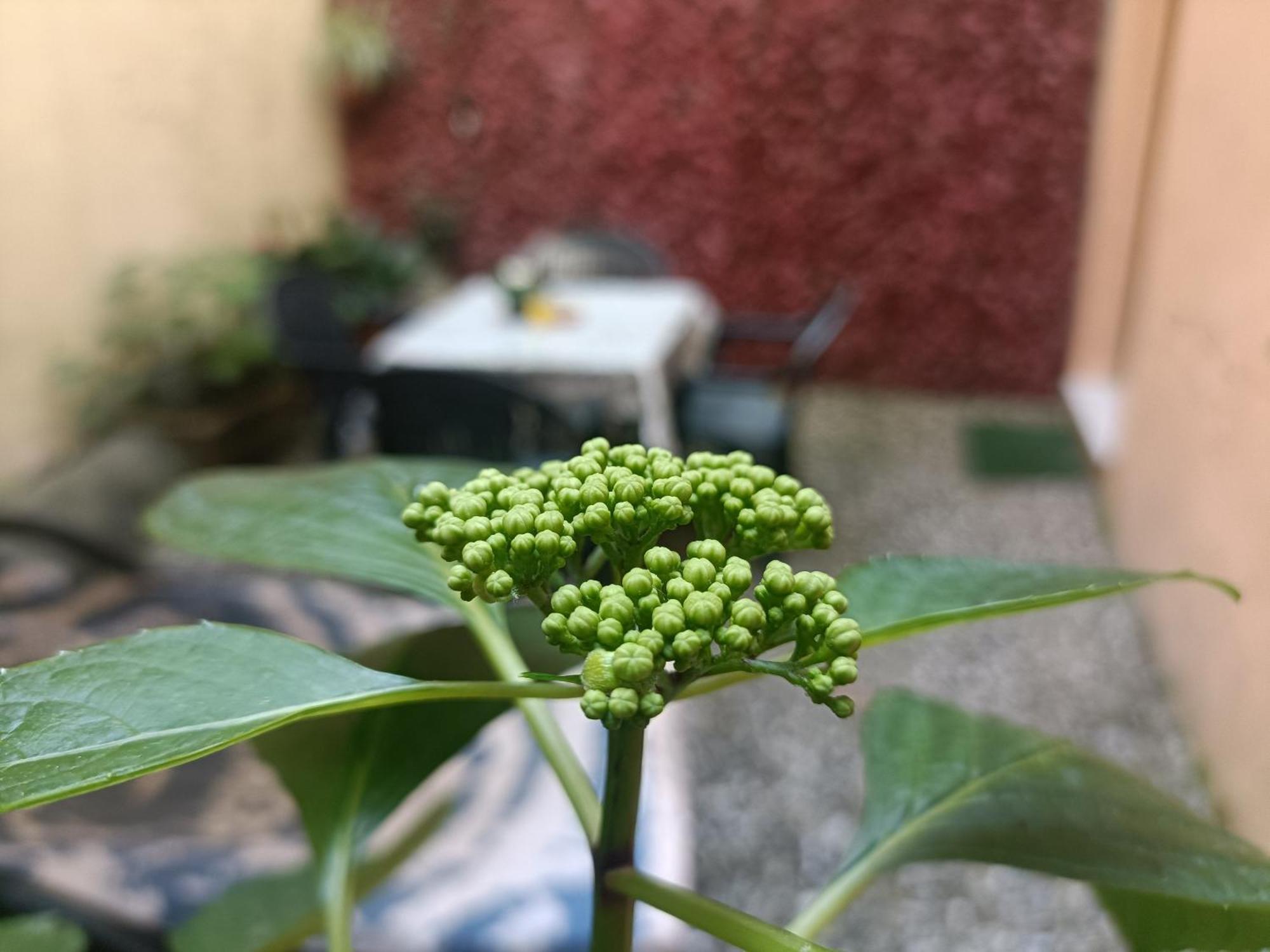 Il Giardino Segreto Appartement Lucca Buitenkant foto
